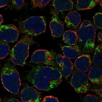 Atlas Antibodies Anti-LRRIQ4 Antibody