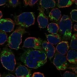 Atlas Antibodies Anti-LRRIQ4 Antibody