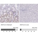 Atlas Antibodies Anti-AHCYL2 Antibody