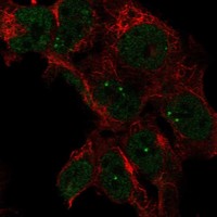 Atlas Antibodies Anti-LRRTM3 Antibody