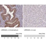 Atlas Antibodies Anti-LRRN4CL Antibody