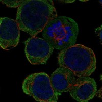 Atlas Antibodies Anti-LRTM2 Antibody