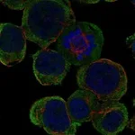 Atlas Antibodies Anti-LRTM2 Antibody