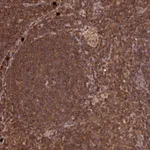 Atlas Antibodies Anti-LSG1 Antibody