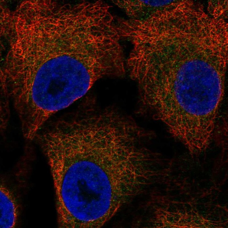 Atlas Antibodies Anti-LSAMP Antibody