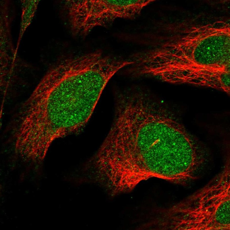 Atlas Antibodies Anti-LSM11 Antibody