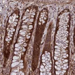 Atlas Antibodies Anti-LSG1 Antibody