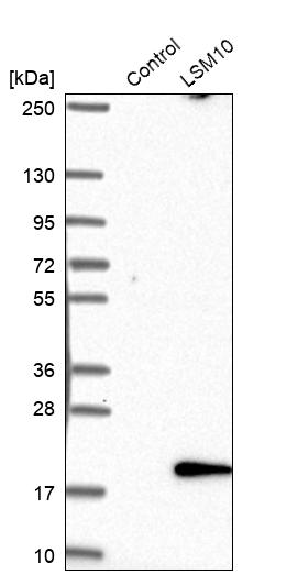 Atlas Antibodies Anti-LSM10 Antibody