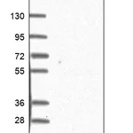 Atlas Antibodies Anti-LSM10 Antibody