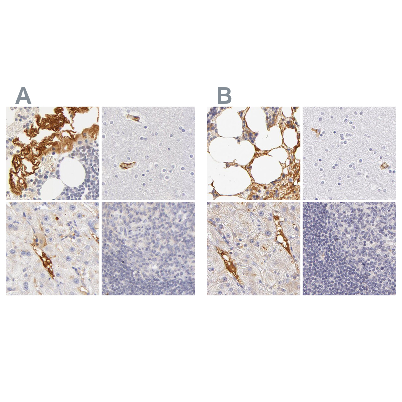Atlas Antibodies Anti-AHSG Antibody