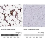 Atlas Antibodies Anti-AHSP Antibody