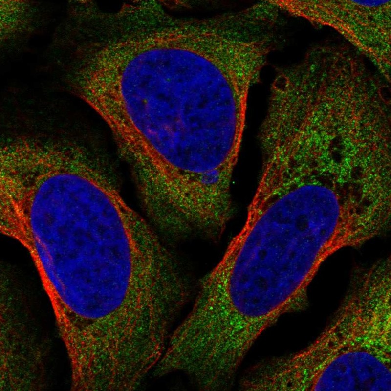 Atlas Antibodies Anti-AIF1 Antibody