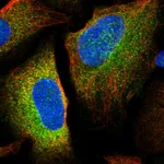 Atlas Antibodies Anti-LSMEM1 Antibody