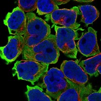 Atlas Antibodies Anti-LSMEM2 Antibody