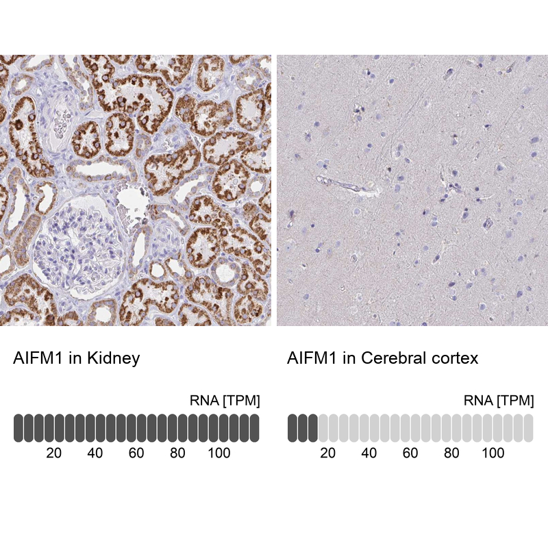 Atlas Antibodies Anti-AIFM1 Antibody
