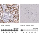 Atlas Antibodies Anti-AIFM1 Antibody