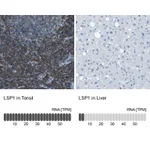Atlas Antibodies Anti-LSP1 Antibody