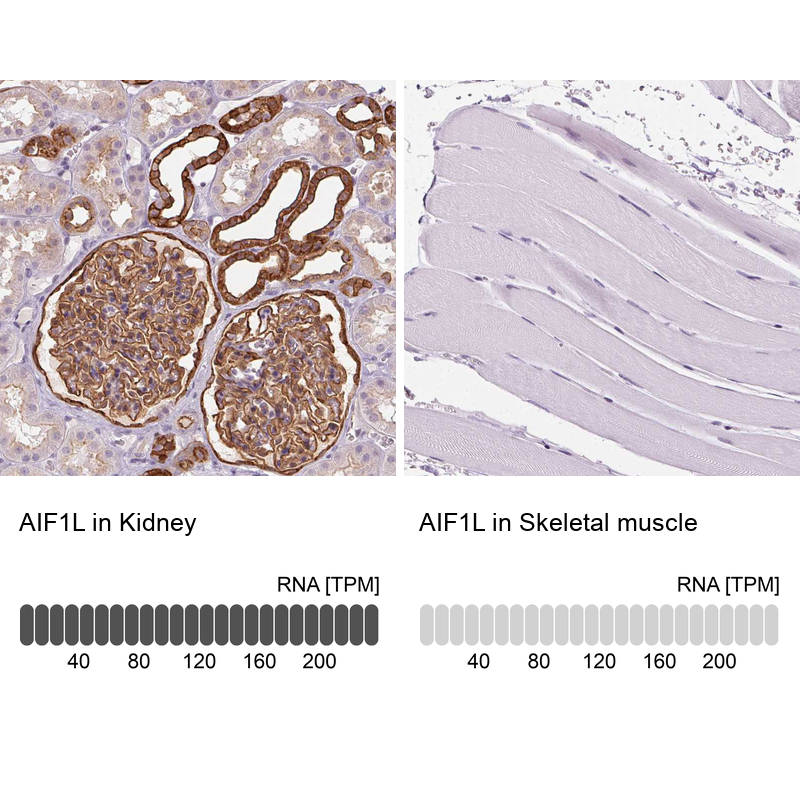 Atlas Antibodies Anti-AIF1L Antibody