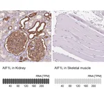 Atlas Antibodies Anti-AIF1L Antibody