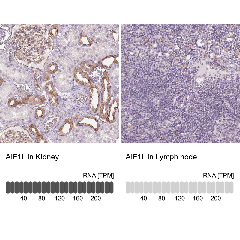 Atlas Antibodies Anti-AIF1L Antibody