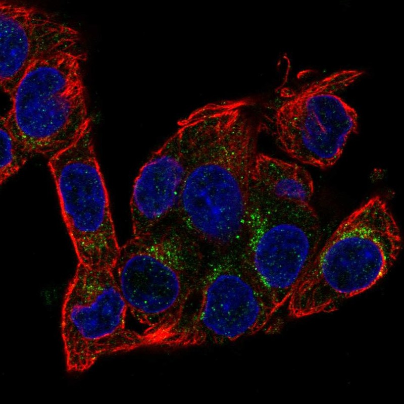Atlas Antibodies Anti-AIFM2 Antibody