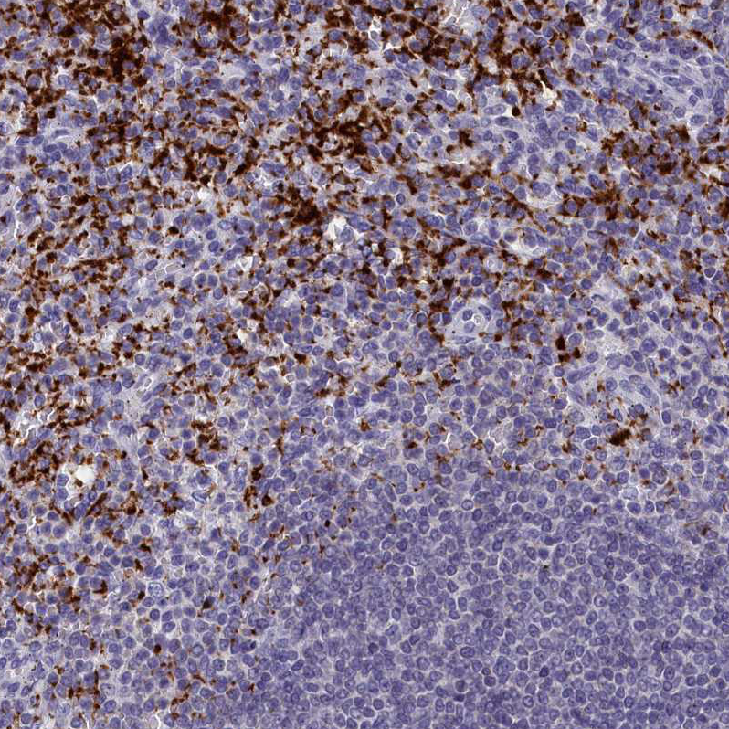 Atlas Antibodies Anti-AIFM2 Antibody