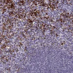 Atlas Antibodies Anti-AIFM2 Antibody