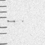 Atlas Antibodies Anti-AIFM2 Antibody