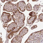 Atlas Antibodies Anti-AIM1 Antibody