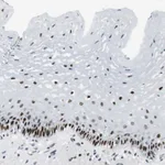 Atlas Antibodies Anti-AJUBA Antibody