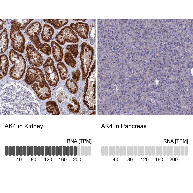 Atlas Antibodies Anti-AK4 Antibody