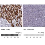 Atlas Antibodies Anti-AK4 Antibody