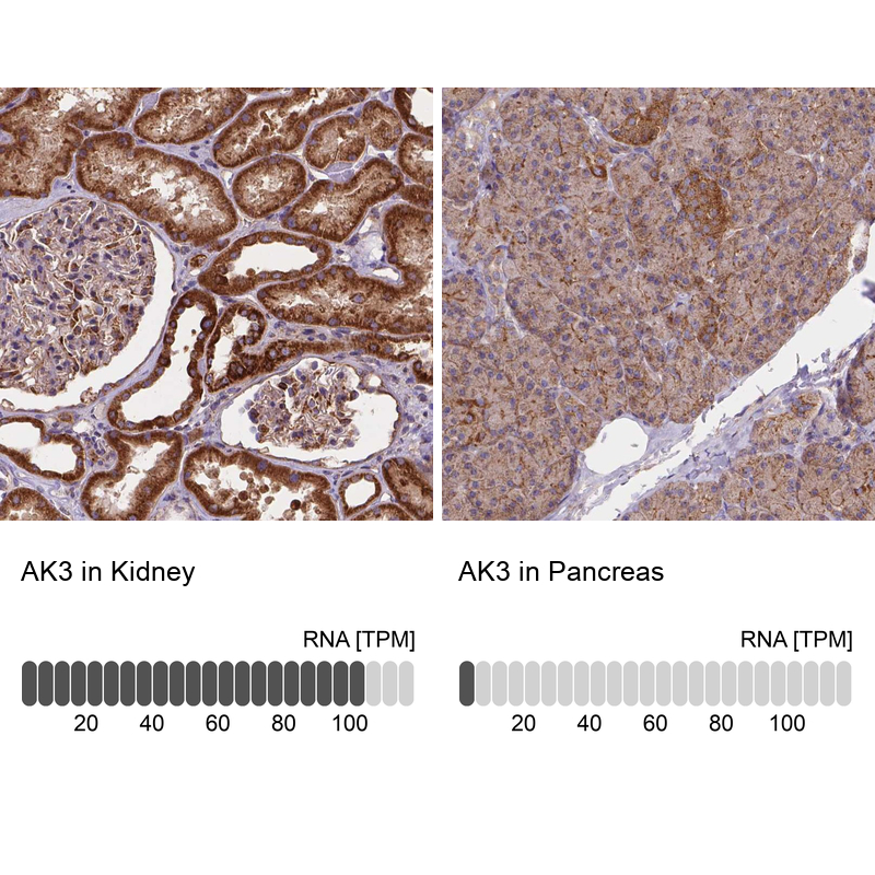 Atlas Antibodies Anti-AK3 Antibody