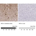Atlas Antibodies Anti-AK5 Antibody