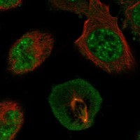 Atlas Antibodies Anti-AK6 Antibody