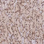 Atlas Antibodies Anti-AK9 Antibody
