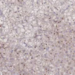Atlas Antibodies Anti-AKAIN1 Antibody