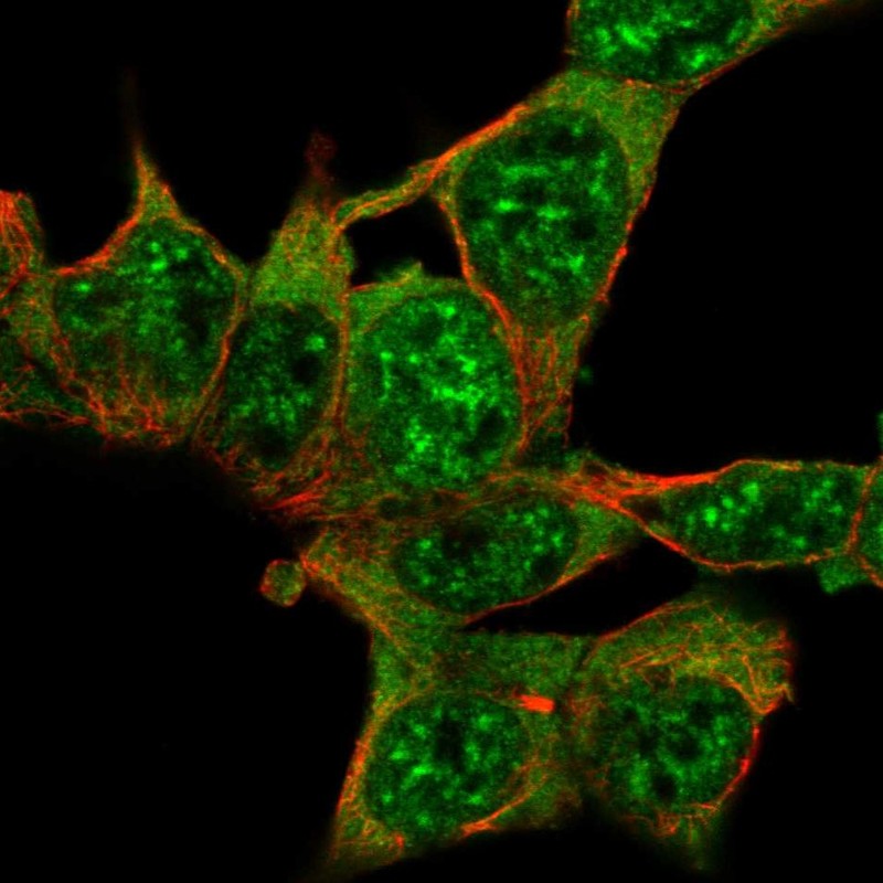 Atlas Antibodies Anti-AKAP17A Antibody