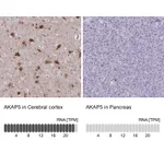 Atlas Antibodies Anti-AKAP5 Antibody