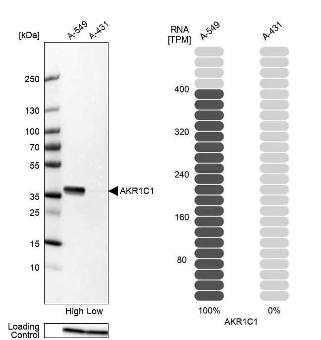 Atlas Antibodies Anti-AKR1C1 Antibody