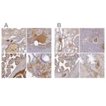 Atlas Antibodies Anti-ALB Antibody