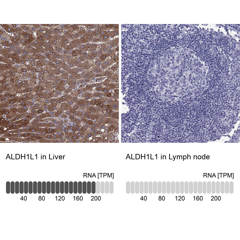 Atlas Antibodies Anti-ALDH1L1 Antibody