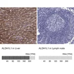 Atlas Antibodies Anti-ALDH1L1 Antibody