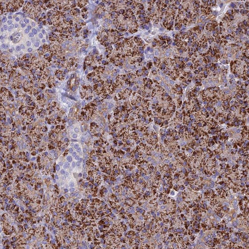 Atlas Antibodies Anti-ALDH1L2 Antibody
