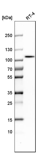 Atlas Antibodies Anti-ALDH1L1 Antibody