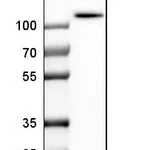 Atlas Antibodies Anti-ALDH1L1 Antibody