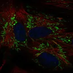 Atlas Antibodies Anti-ALDH1L2 Antibody