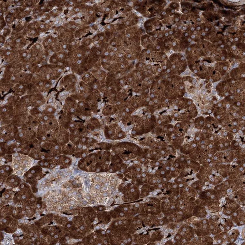 Atlas Antibodies Anti-ALG9 Antibody