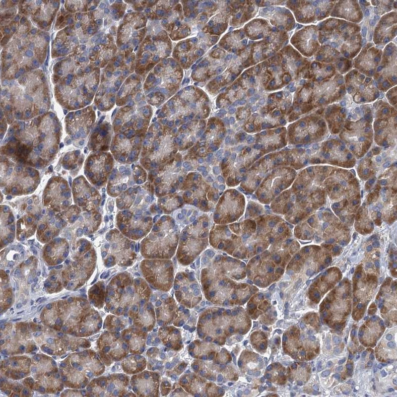Atlas Antibodies Anti-ALG2 Antibody