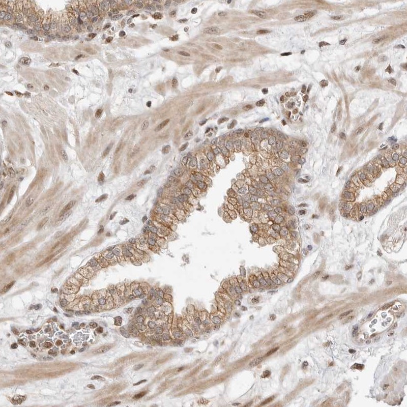 Atlas Antibodies Anti-ALKAL1 Antibody